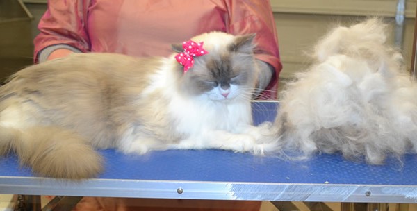 Aurora is a Ragdoll.