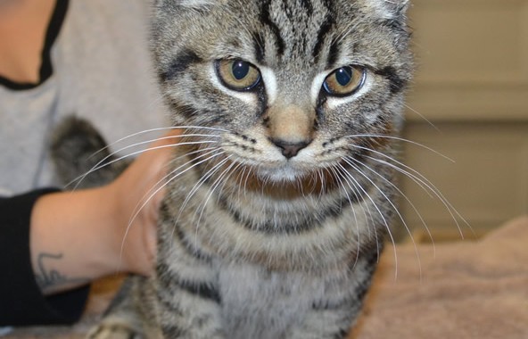 Brox is a short/medium hair domestic kitten. He had a wash n blowdry, nails clipped, ears cleaned and Green Softpaws.