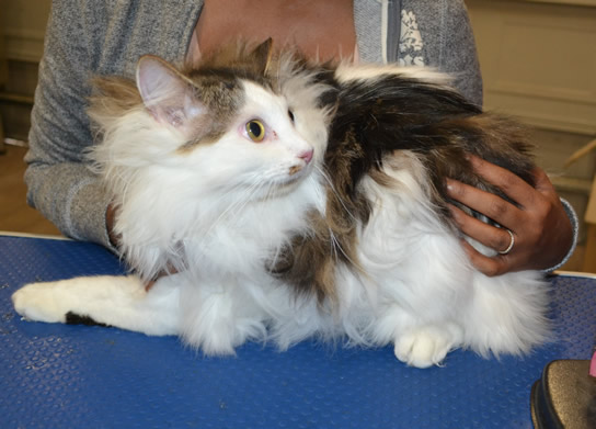 Jj is a Long Hair Domestic.