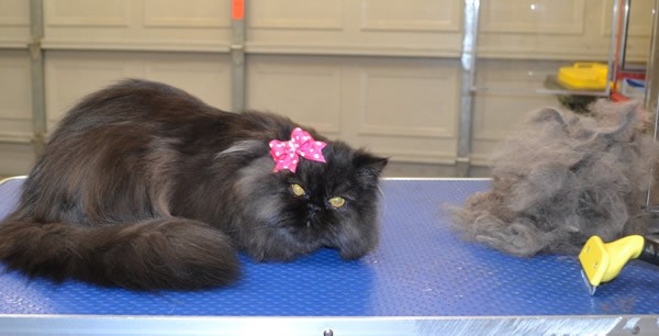 Porsha is a Persian
