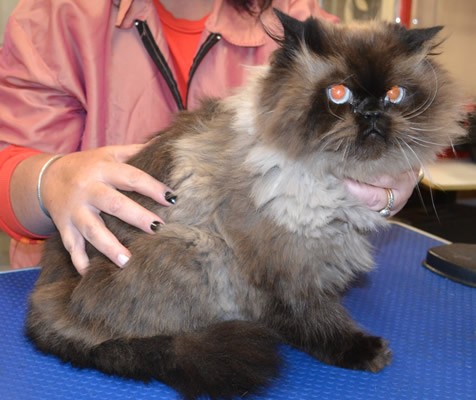 Jinx is a Himalayan X Ragdoll