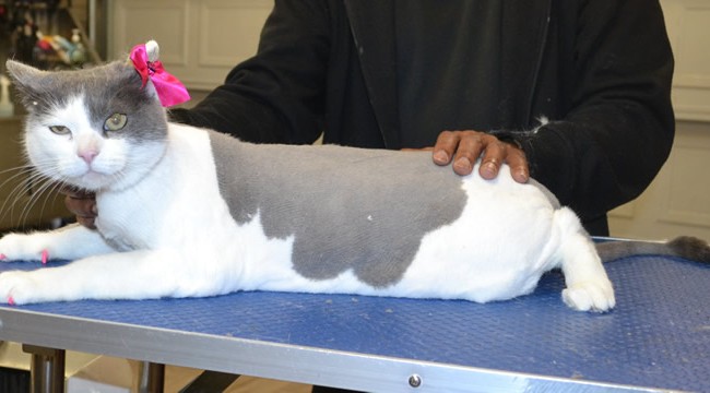 Glocky is a Short Hair Domestic.