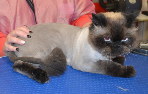 Jinx is a Himalayan X Ragdoll