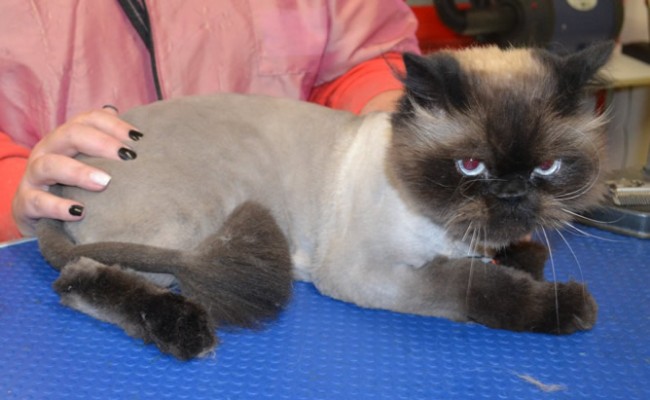 Jinx is a Himalayan X Ragdoll