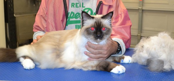 Zoolie is a Ragdoll.
