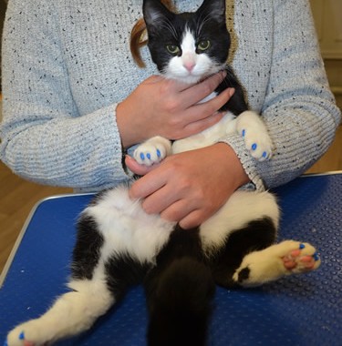 Felix is a Short hair domestic with a full set of Softpaws.