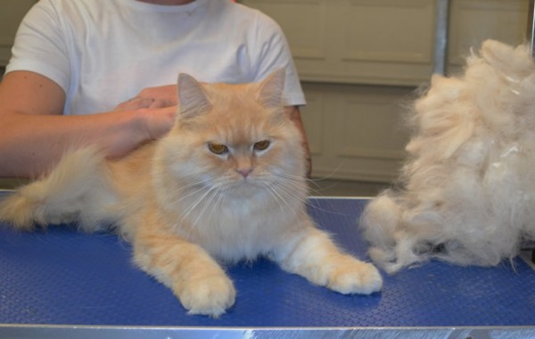 Prince is a Persian X.
