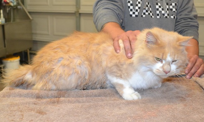 Morris is a medium hair domestic.