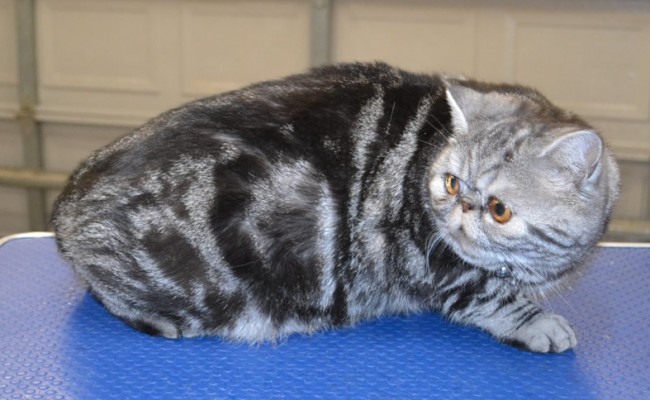 Loki is an Exotic Short Hair with Softpaws.