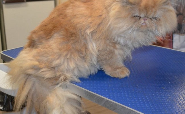 Horatio is a Persian.