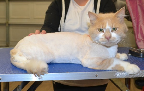 Morris is a medium hair domestic.