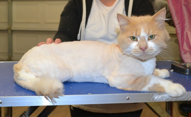 Morris is a medium hair domestic.