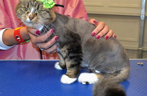 Lila is a medium hair domestic.