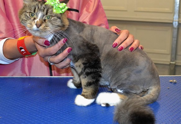 Lila is a medium hair domestic.