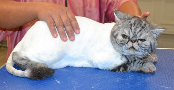 Loki is an Exotic Short Hair with Softpaws.