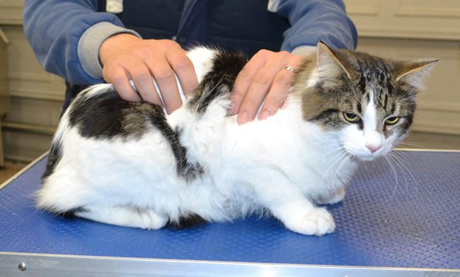 Nabi is a Short hair domestic.