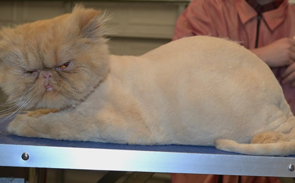 Horatio is a Persian.