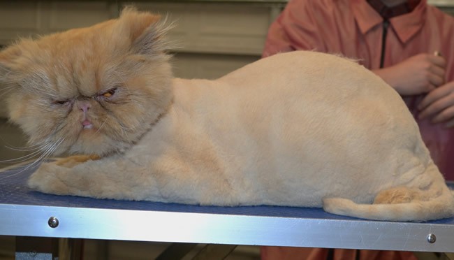 Horatio is a Persian.