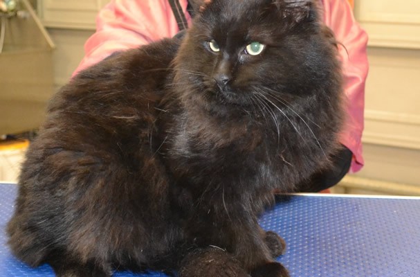 Chewy is a Ragdoll x.