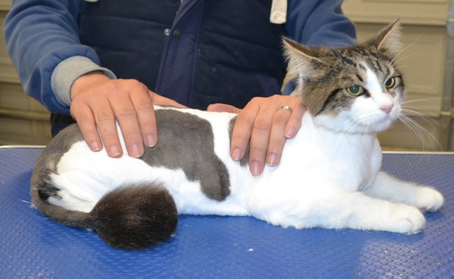 Nabi is a Short hair domestic.