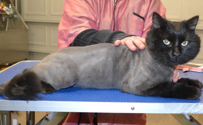 Chewy is a Ragdoll x.