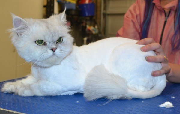 VJ is a chinchilla.