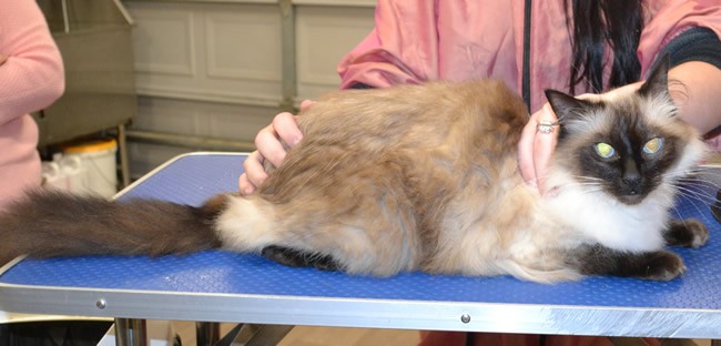 Dexter is a Ragdoll.