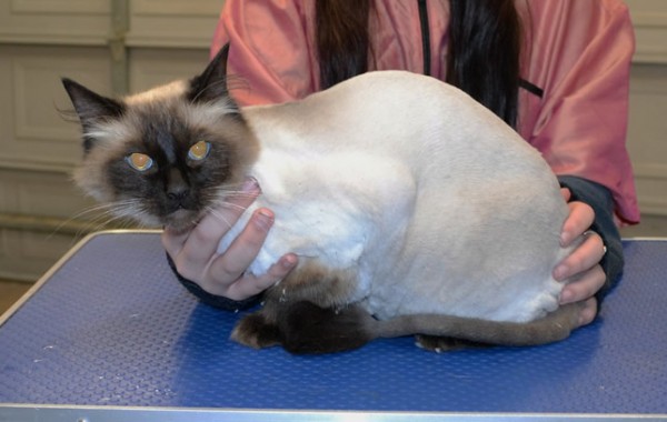 Dexter is a Ragdoll.