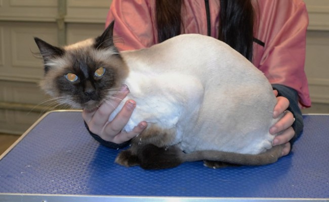 Dexter is a Ragdoll.