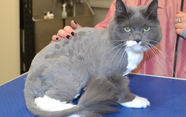 Buttons is a Long Hair Domestic.