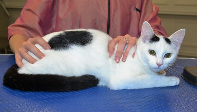 Leia is a short hair domestic with Softpaws.