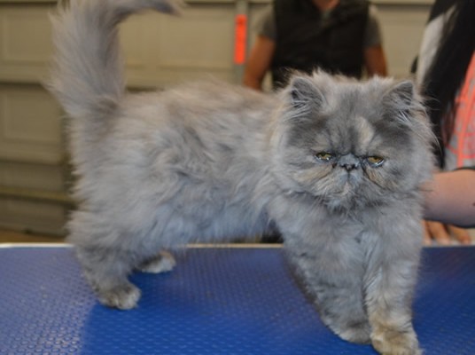 Missy is a 4 mth old Persian. She had a comb clip.