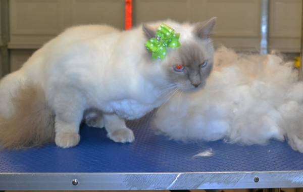 Asia is a Ragdoll.