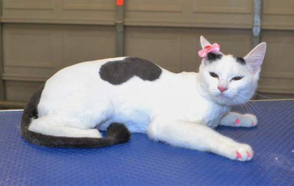 Leia is a short hair domestic with Softpaws.