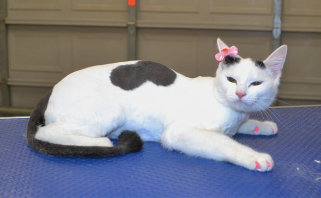 Leia is a short hair domestic with Softpaws.