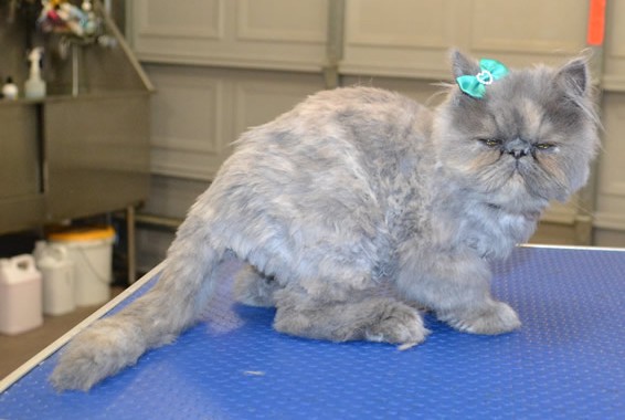 Missy is a 4 mth old Persian. She had a comb clip.