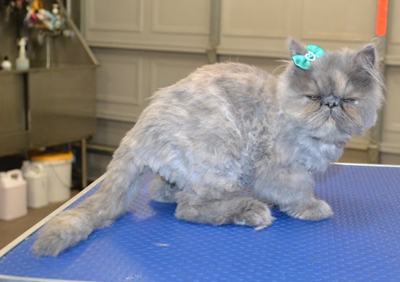 Missy is a 4 mth old Persian. She had a comb clip.