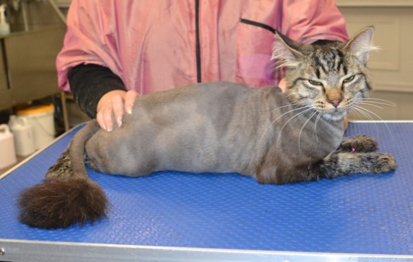 Taco is a Medium hair domestic.