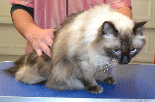 Trouble is a Ragdoll.