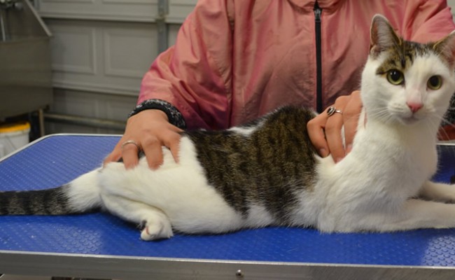 Bebish is a Short Hair Domestic.