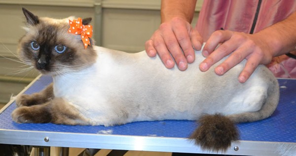 Trouble is a Ragdoll.