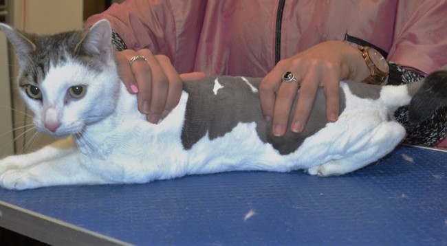 Bebish is a Short Hair Domestic.