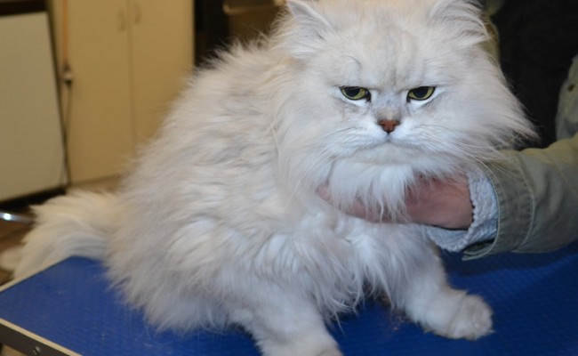 Gilbert is a Chinchilla.