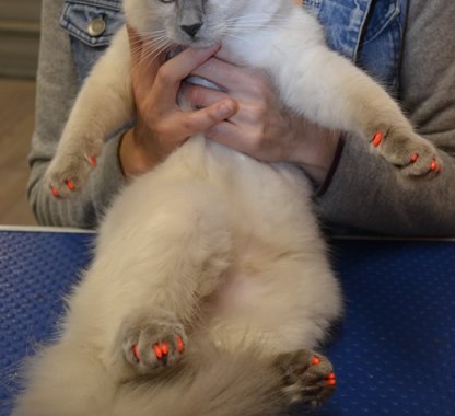 Lotus is a Ragdoll and she is wearing Softpaws.
