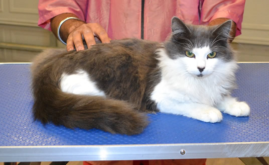 Lucky is a medium hair domestic.