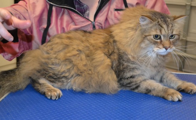 Jonesy is a Pixie Bobcat all the way from California.