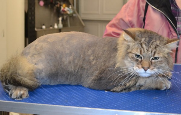 Jonesy is a Pixie Bobcat all the way from California.