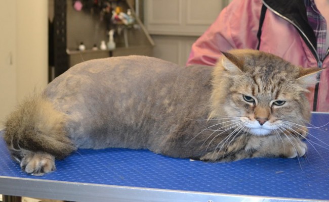 Jonesy is a Pixie Bobcat all the way from California.