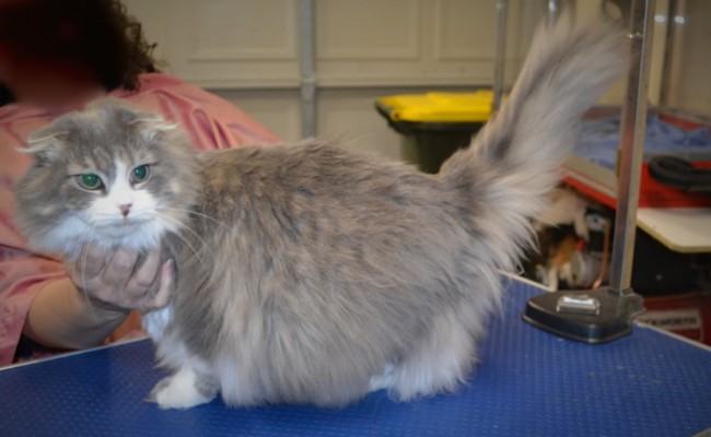 Maggie is a Scottish Fold.