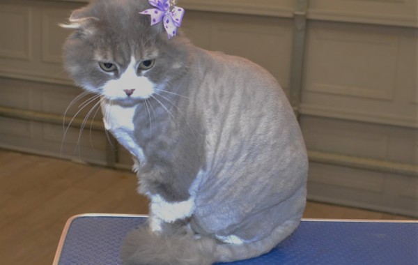 Maggie is a Scottish Fold.